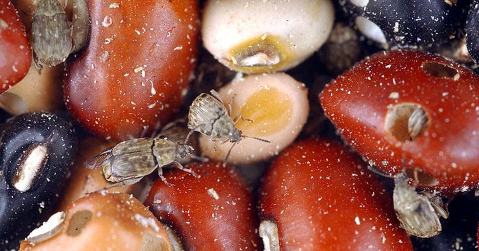 Does Freezing Kill Weevils in Flour, Rice, Beans, and Pasta? - Fork & Spoon Kitchen