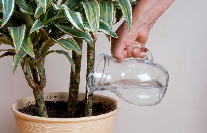 10 Causes of Dracaena Leaves Curling (And Solutions) – Garden For Indoor