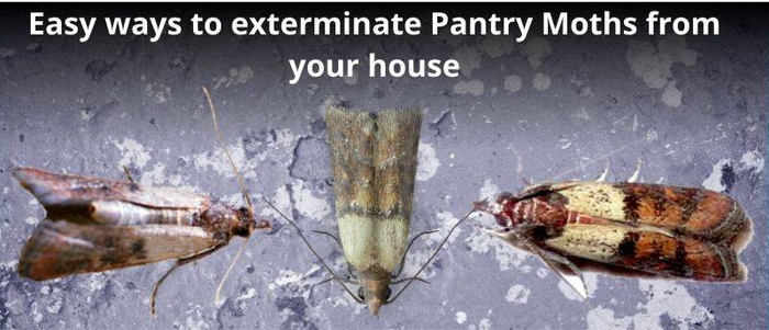 How to Get Rid of Pantry Moths & prevent them: 9 easy ways