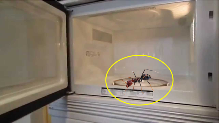 Does Ants Die if They are in Microwave? - You Ask We Answer