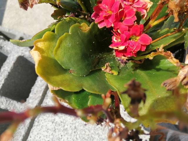 Reasons your Kalanchoes are dying and how to save them - Kalanchoe