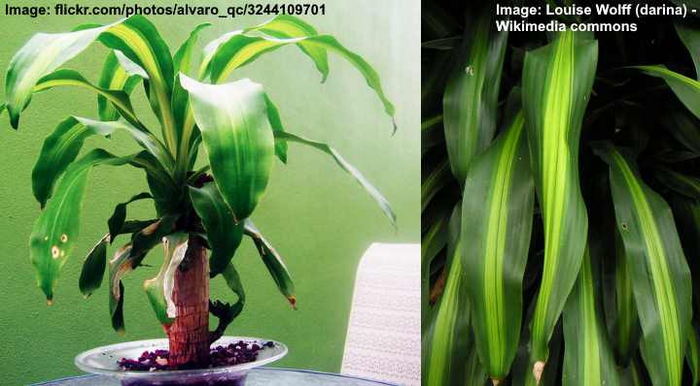 Mass Cane (Dracaena Massangeana): Care and Plant Growing Guide