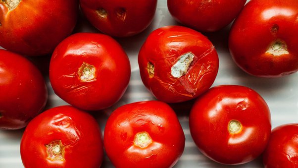 How to tell if cherry tomatoes are bad - Quora
