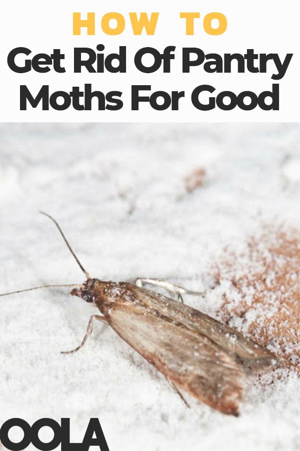 How To Get Rid Of Pantry Moths For Good | Pantry moths, Moth, Getting rid  of moths