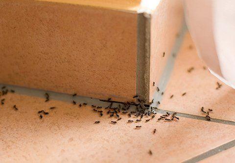Why You Have Ants in Your Home