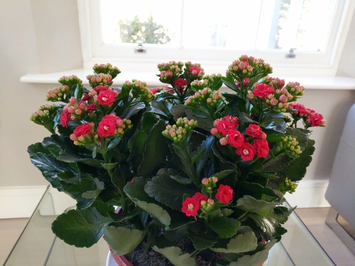 How To Care For Flaming Katy (Kalanchoe Blossfeldiana) - Smart Garden Guide