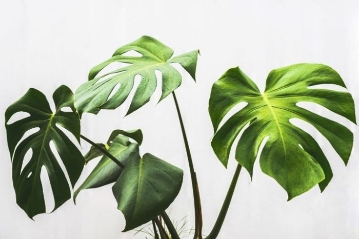 6 Ways To Stop Monstera Leaves Curling - Smart Garden Guide