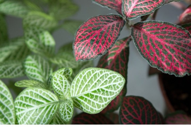 Nerve Plant Care - How To Grow Fittonia Plants - Smart Garden Guide