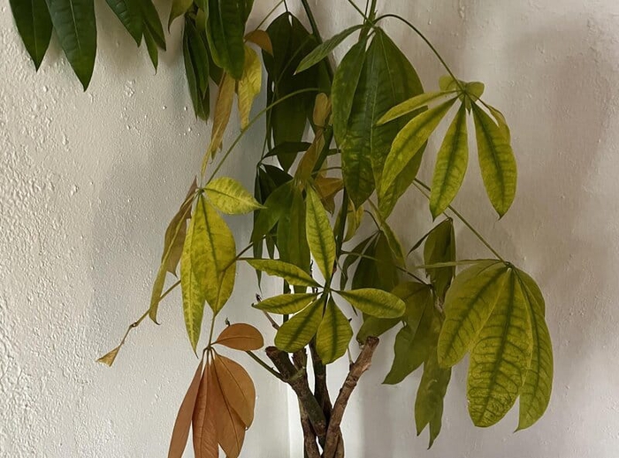 Money Tree Leaves Turning Yellow- 10+ Most Common Reasons