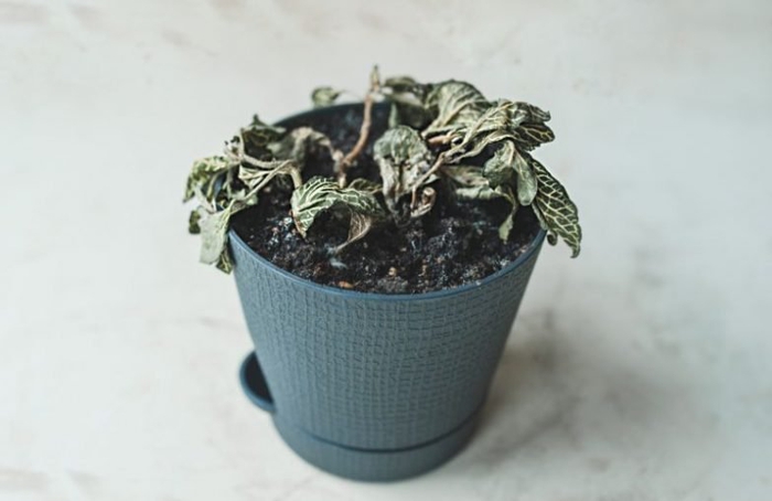 Why Is My Fittonia Plant Dying? (7 Causes And Solutions) - Smart Garden  Guide