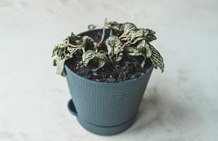 Why Is My Fittonia Plant Dying? (7 Causes And Solutions) - Smart Garden Guide