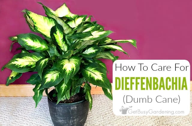 How To Care For Dieffenbachia (Dumb Cane) - Get Busy Gardening