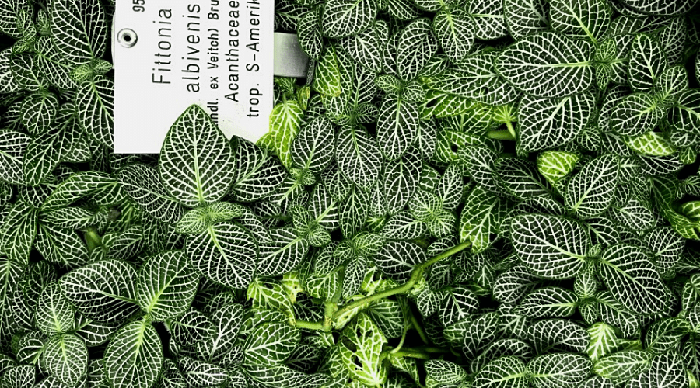 Nerve Plant Guide: How to Care for a Fittonia Houseplant - Backyard Boss