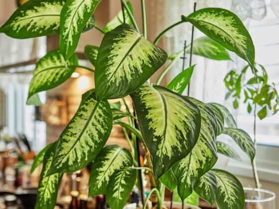 8 Reasons Why Dieffenbachia May Have Curled and Droopy Leaves - The Healthy  Houseplant