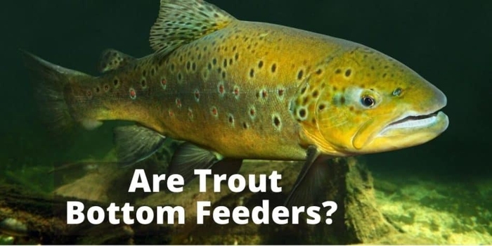 Are Trout Bottom Feeders? (Answered)
