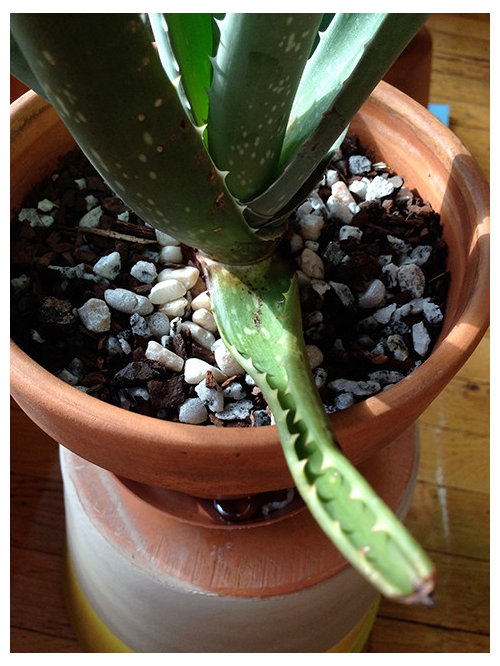 Please help my Aloe plant with thin, curling leaves