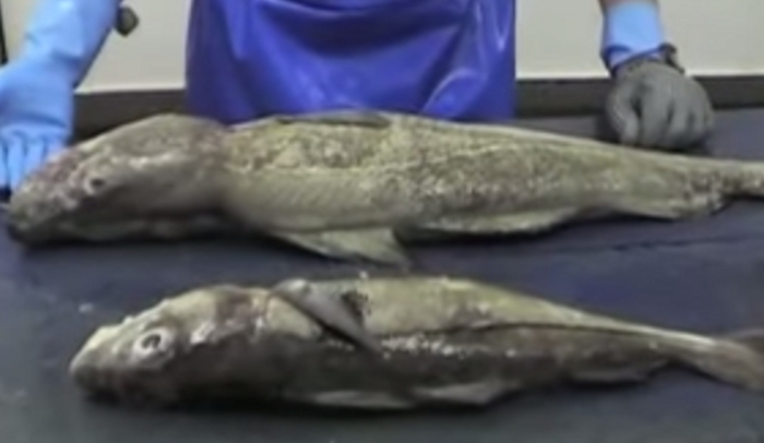 Difference Between Cod and Haddock - HRF