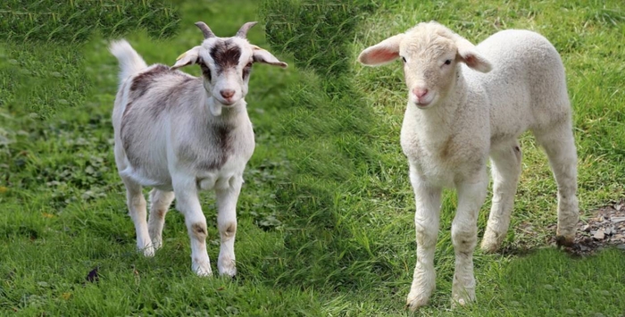 Lamb vs Goat: Difference Between Goat and Lamb (2022)