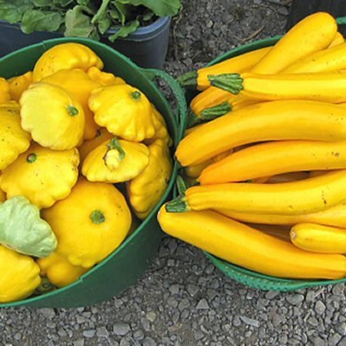 How to Freeze Squash From Your Garden - Dengarden