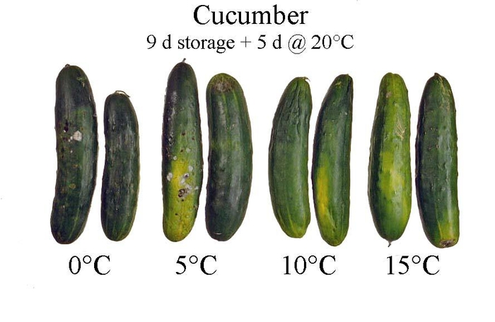 Don't store your cucumbers in the fridge | Root Simple