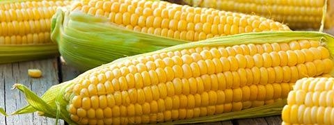 Corn/Maize/Cholam: Health Benefits, Nutrition, Uses For Skin And Hair,  Recipes, Side Effects