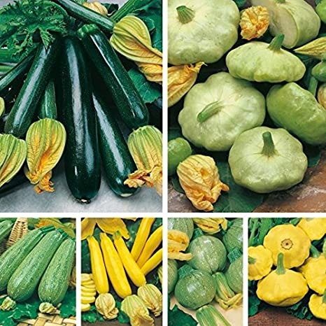 Zucchini/Summer Squash 6 Types (avg 100++ Seeds Combine) by Seedscare India- Squash Yellow, Green n Black Beauty, Pattison pan Mix, Round Tondo Green n Yellow : Amazon.in: Garden & Outdoors