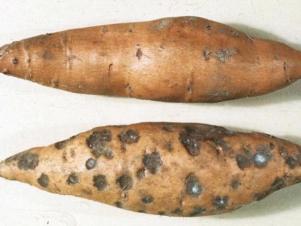 Sweet Potato Production and Pest Management in Georgia | UGA Cooperative  Extension